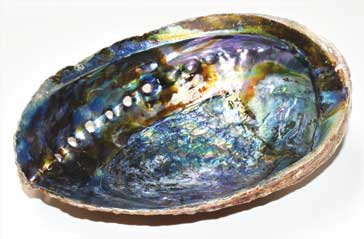 6"- 7" Abalone Shell incense burner (A quality) - Click Image to Close