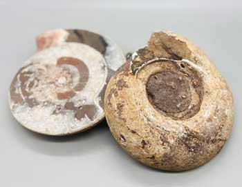 3-4# Ammonite Fossil pair - Click Image to Close