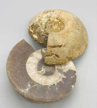 .8-2# Ammonite Fossil pair - Click Image to Close