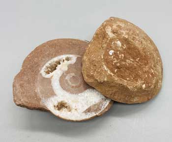 .1-.6# Ammonite Fossil pair - Click Image to Close