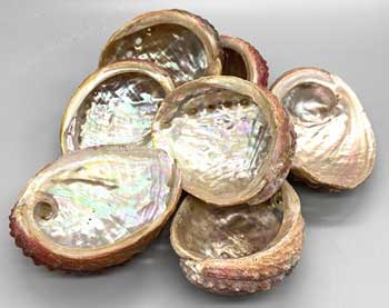 (pack of 12) 3-4" Abalone Shell incense burner - Click Image to Close